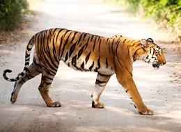 Corbett Tiger Reserve