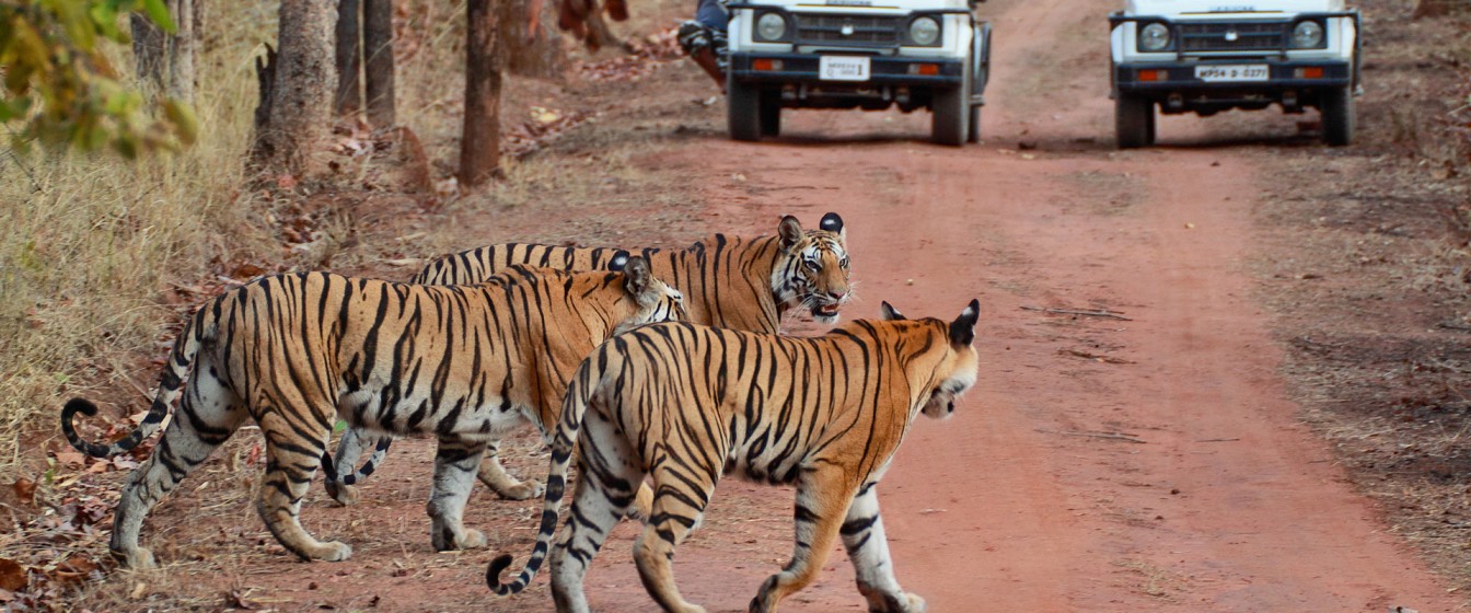 Corbett National Park