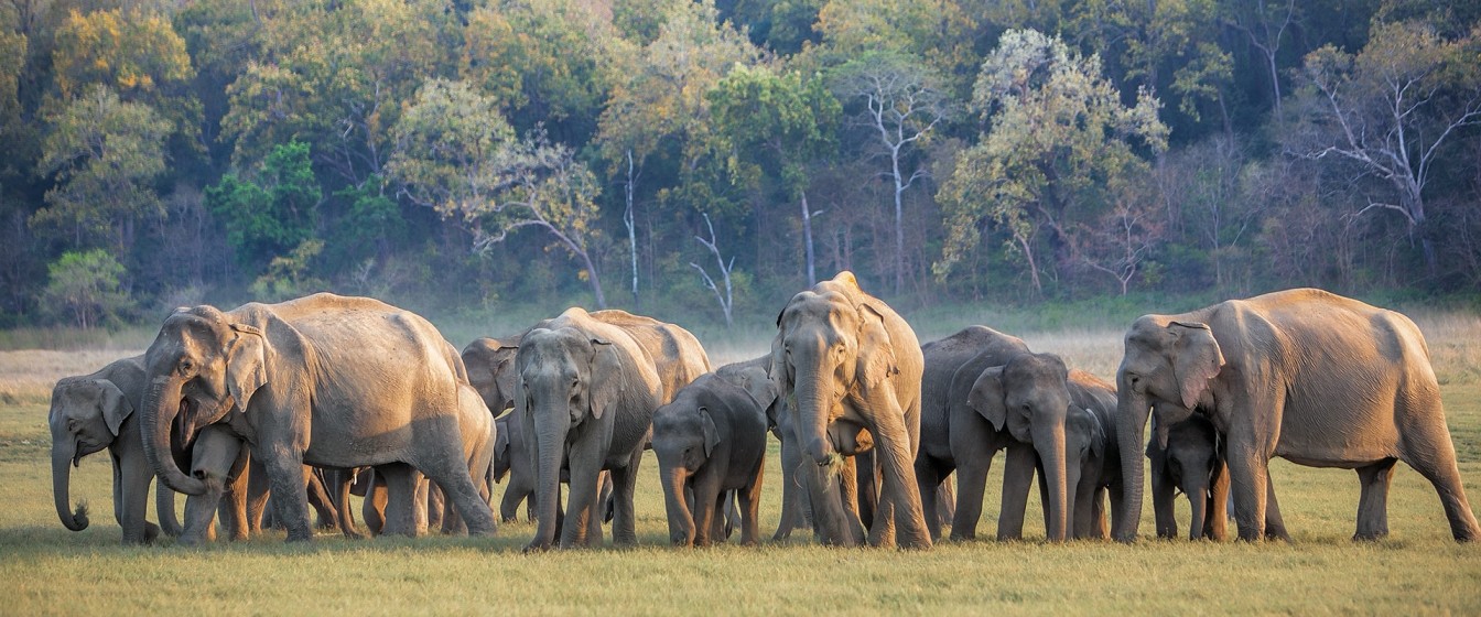 Corbett National Park