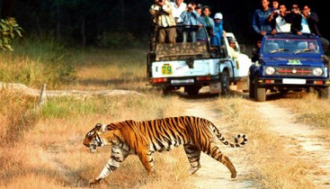 Corbett Tiger Tour